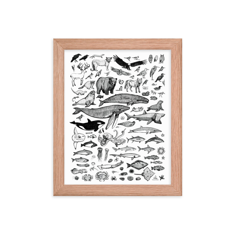 Species of Ucluelet Framed Print