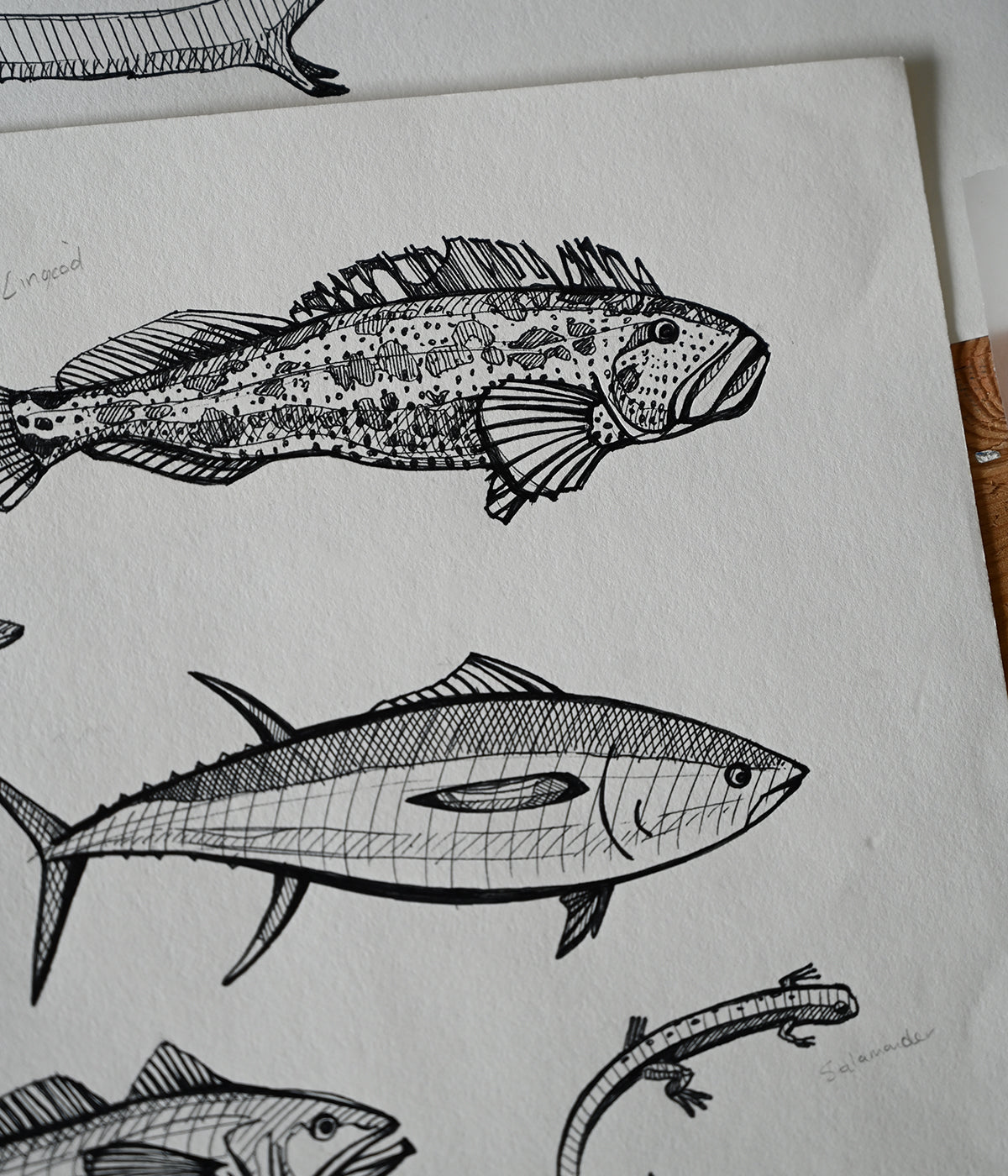 Species of Ucluelet Design